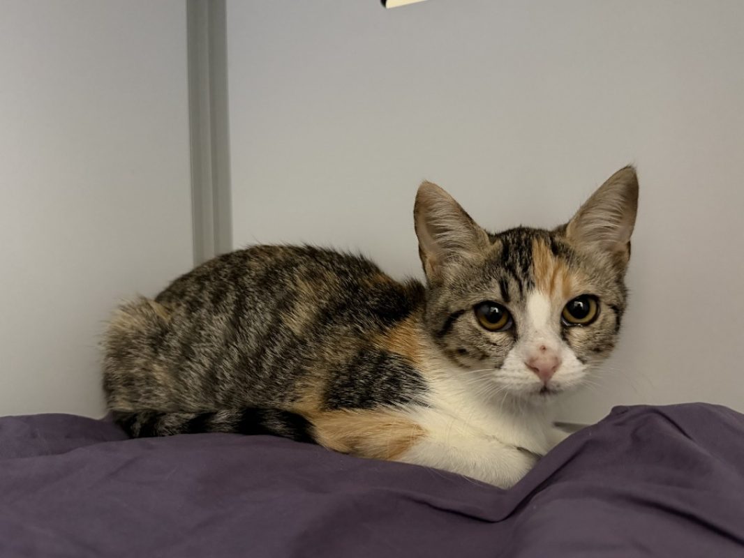 Bambi - Chat Européen à adopter