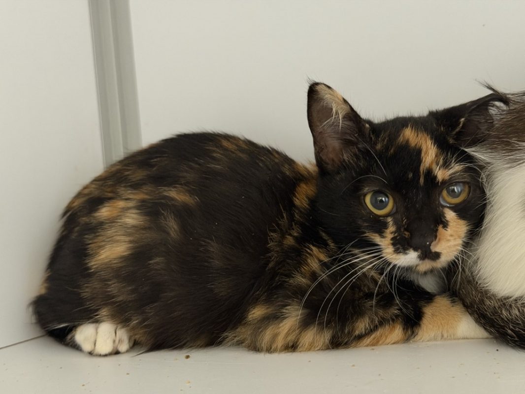 Kiwi - Chat Européen à adopter