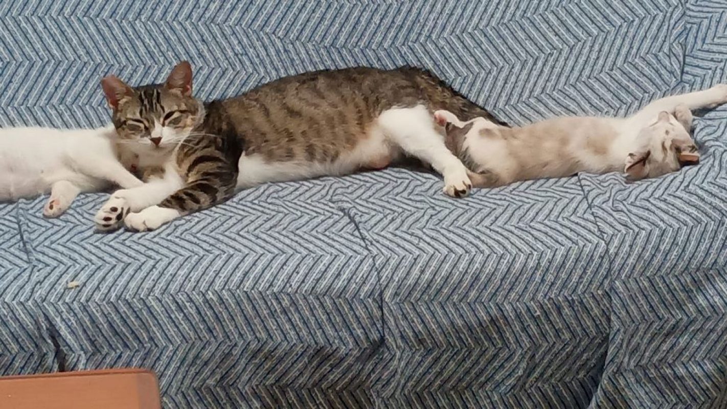 Nymeria - Chat à adopter - photo 6