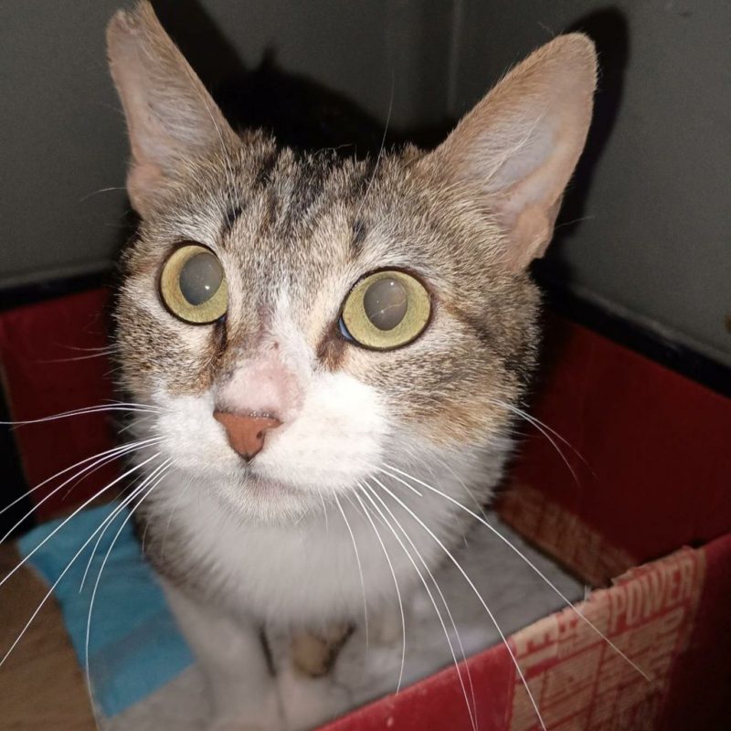 Nymeria - Chat à adopter - photo 4