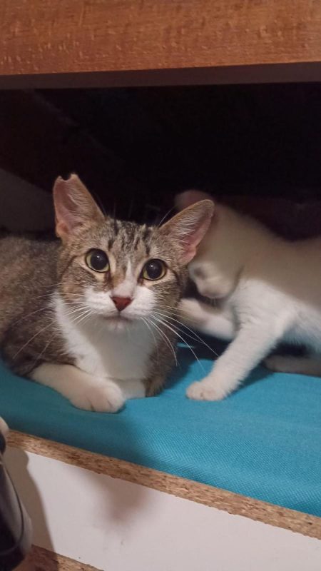 Nymeria - Chat à adopter - photo 2