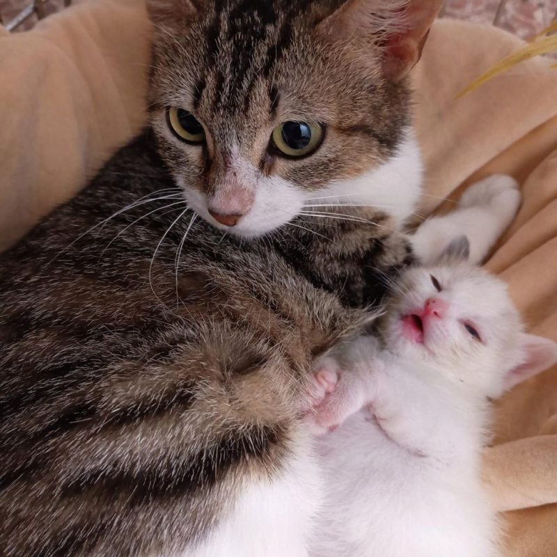 Nymeria - Chat à adopter - photo 3