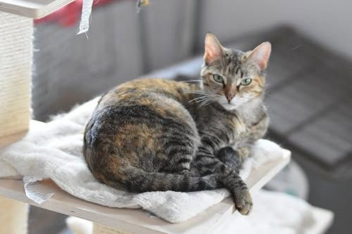 Daga - Chat à adopter - photo 4