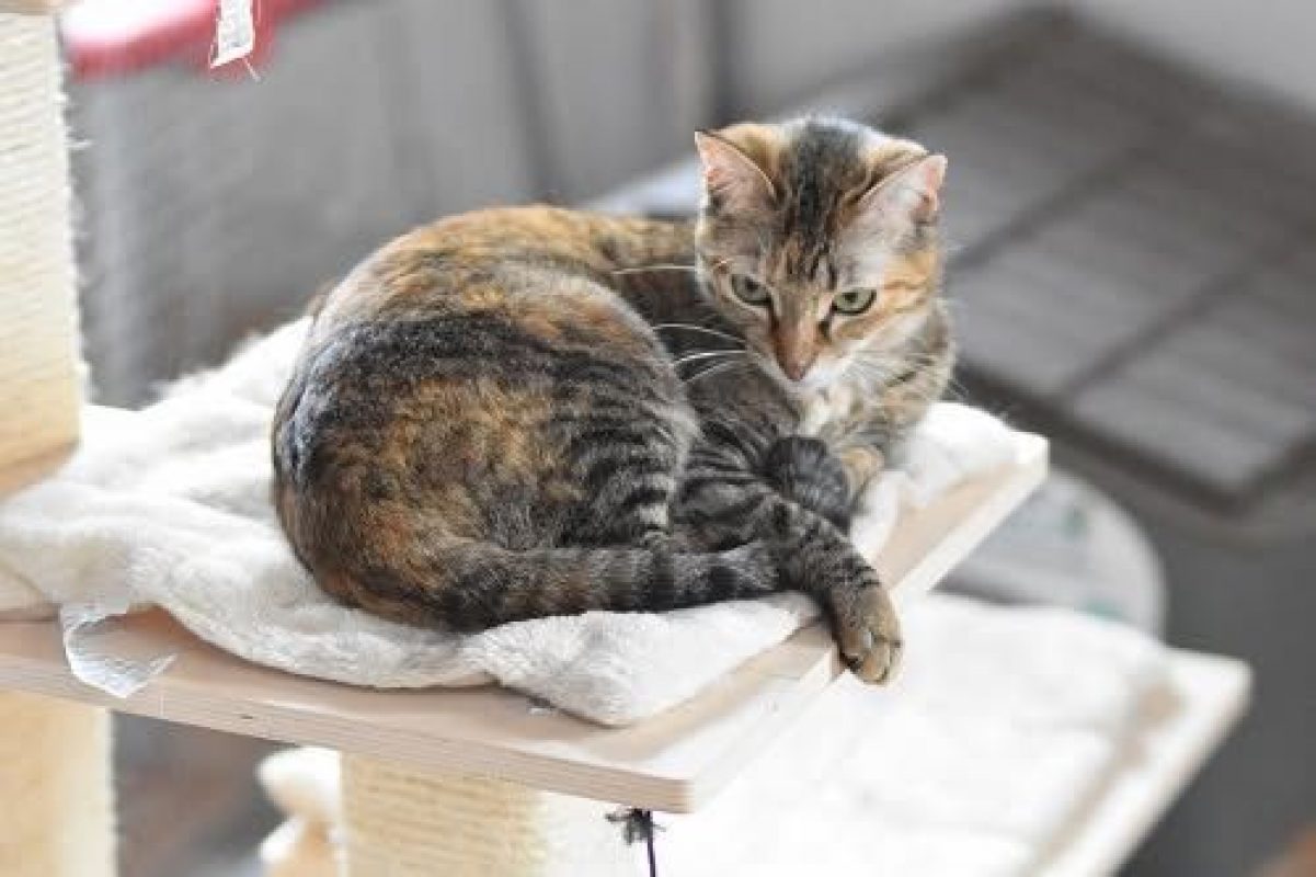 Daga - Chat à adopter - photo 2