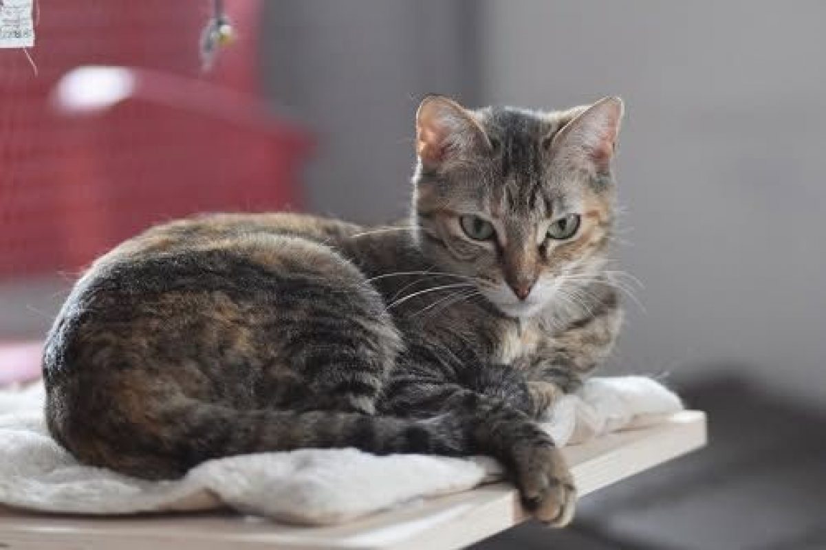 Daga - Chat à adopter