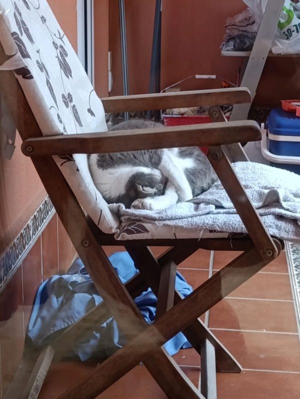 Greta - Chat à adopter - photo 2