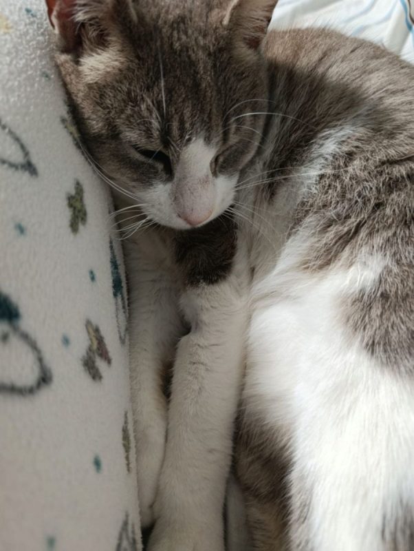 Greta - Chat à adopter - photo 5