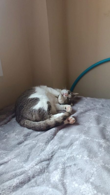 Greta - Chat à adopter - photo 4