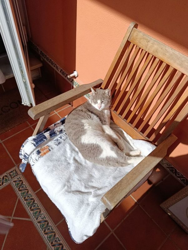 Greta - Chat à adopter