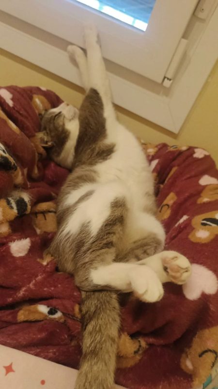 Greta - Chat à adopter - photo 6