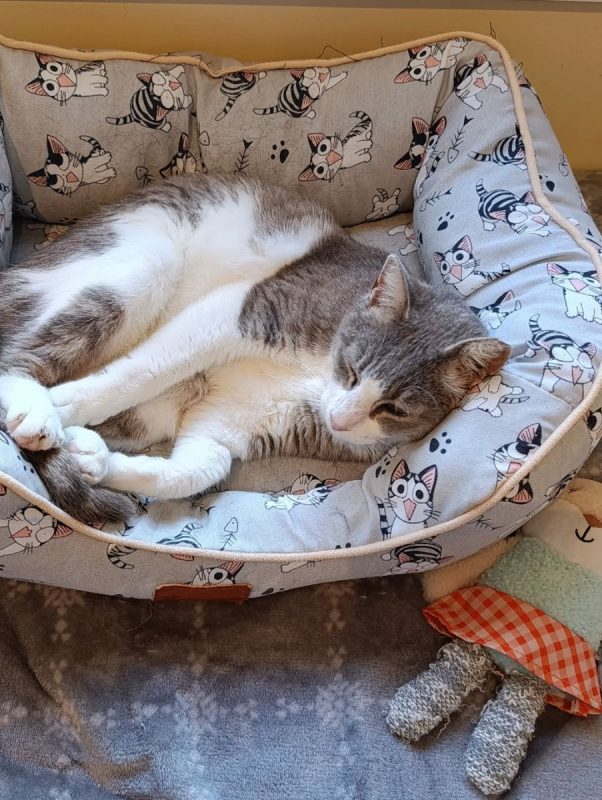Greta - Chat à adopter - photo 7