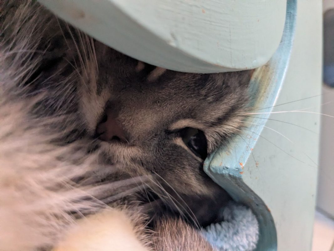 Nala - Chat Européen à adopter