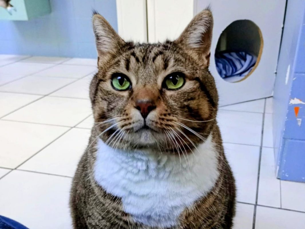 Moon - Chat Européen à adopter