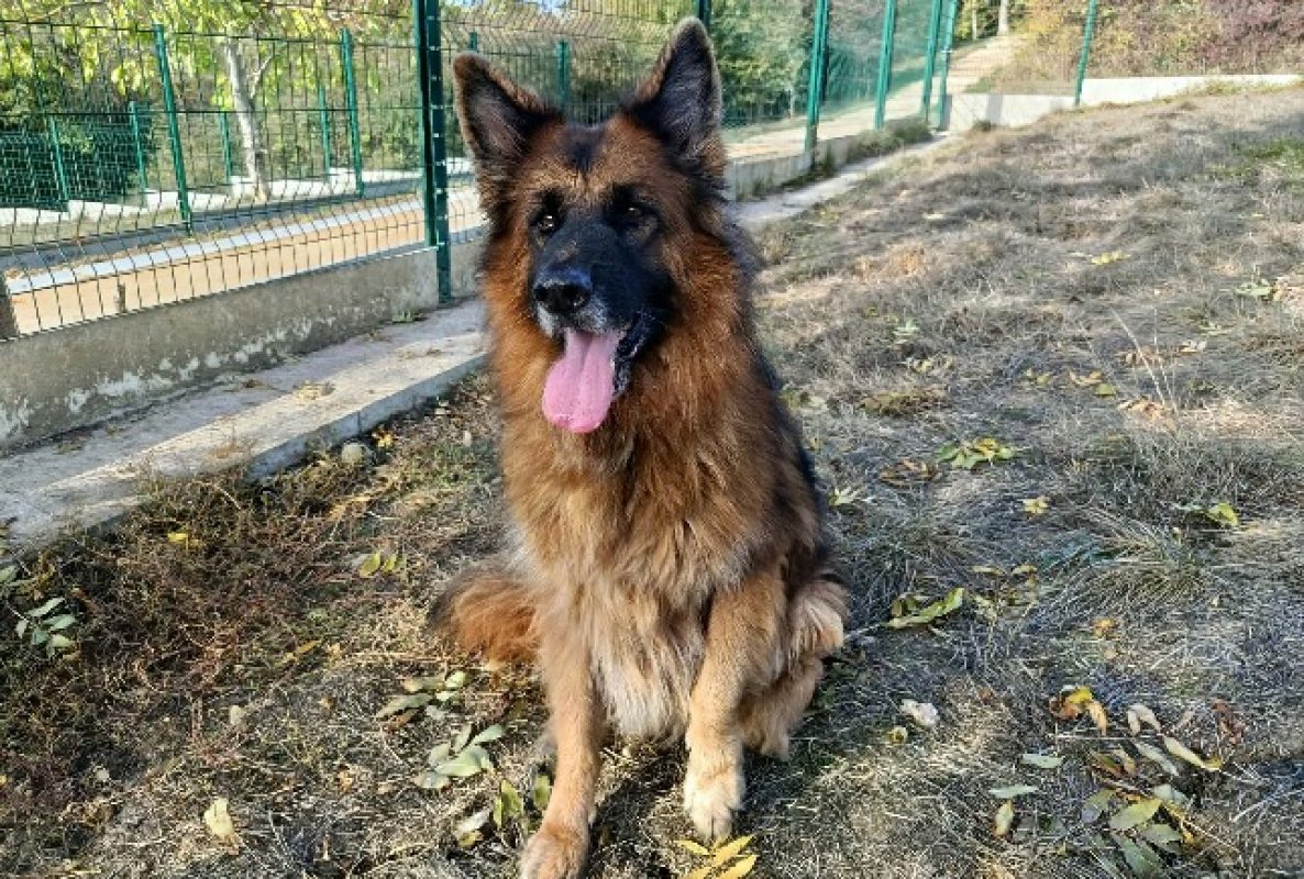 Peiko - Chien Berger Allemand à adopter