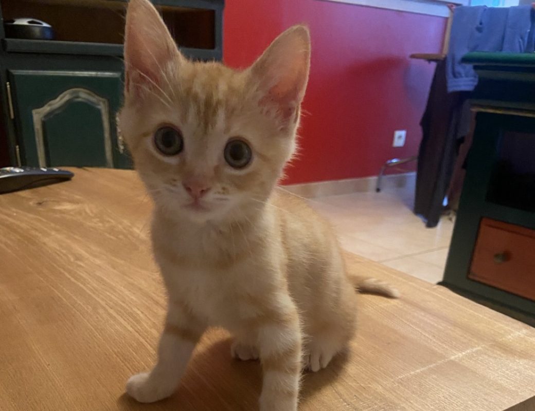 Buddy - Chat Européen à adopter