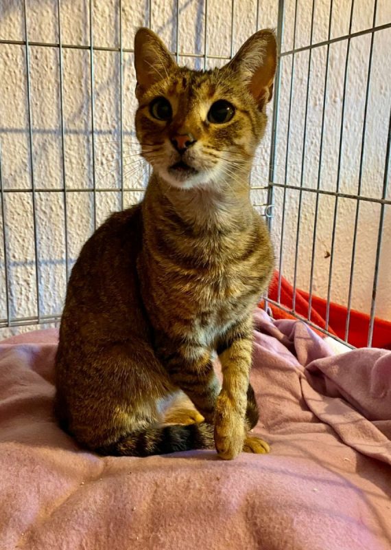 Lily - Chat à adopter