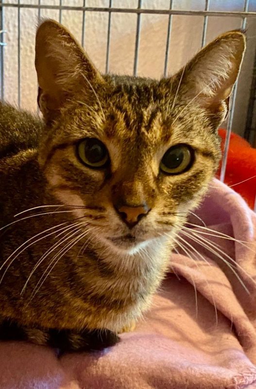 Lily - Chat à adopter - photo 2