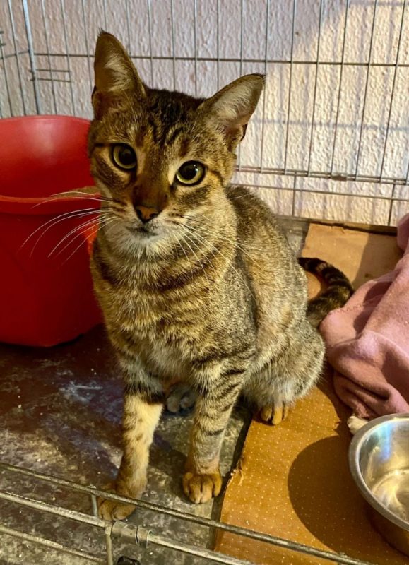 Lily - Chat à adopter - photo 4
