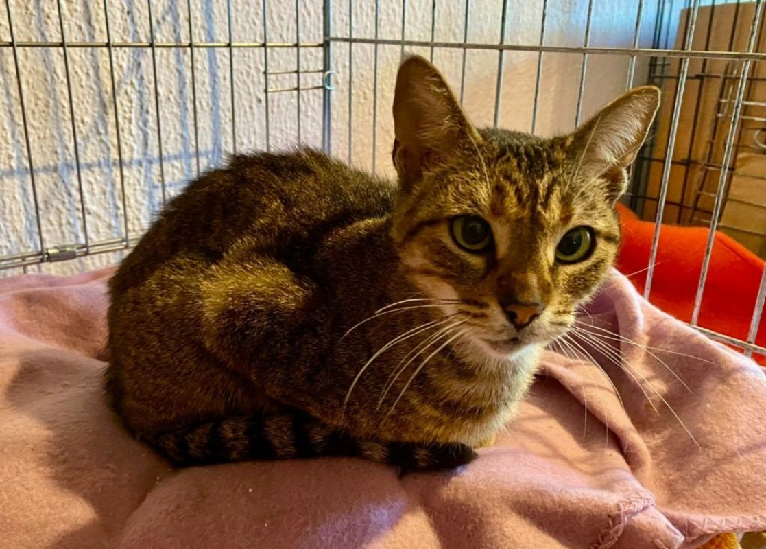 Lily - Chat à adopter - photo 5