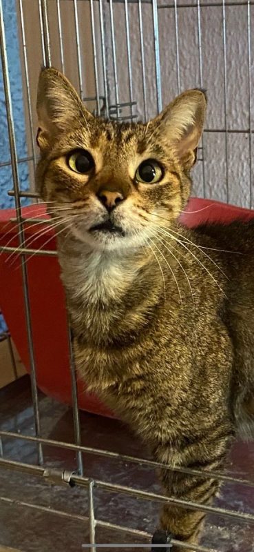 Lily - Chat à adopter - photo 3