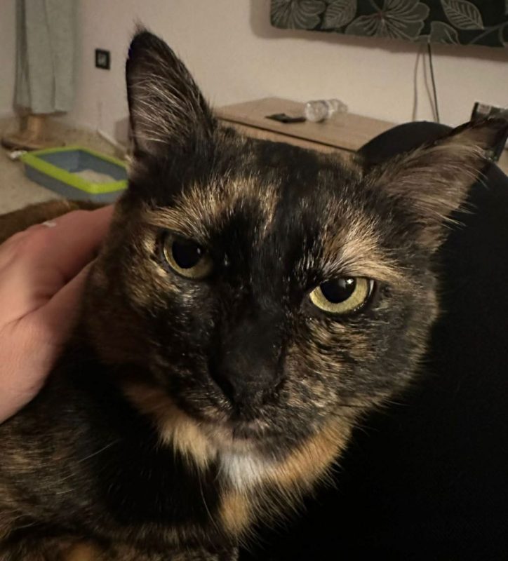 Lucy - Chat à adopter - photo 3