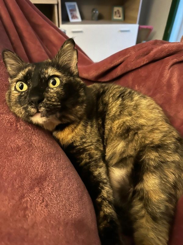Lucy - Chat à adopter - photo 5