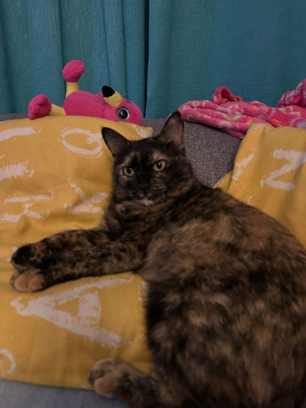 Lucy - Chat à adopter - photo 2