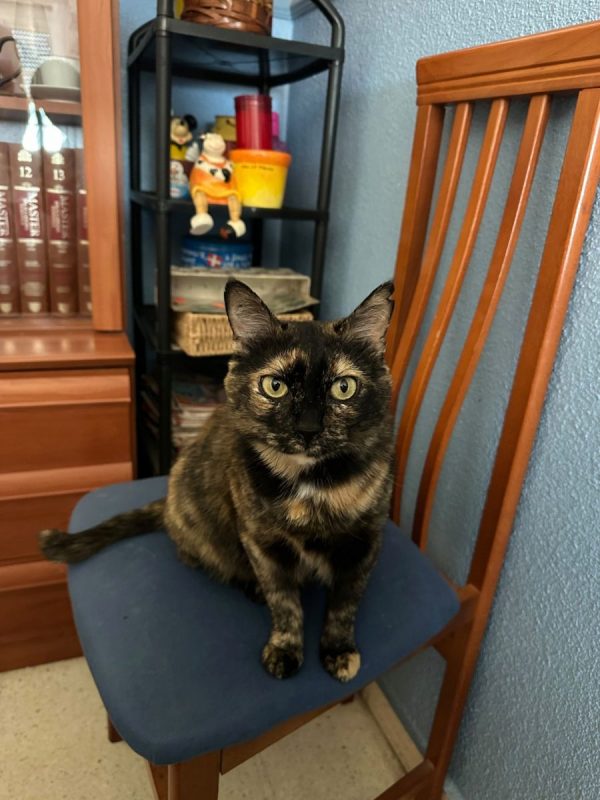 Lucy - Chat à adopter