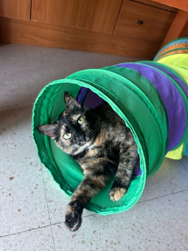 Lucy - Chat à adopter - photo 7