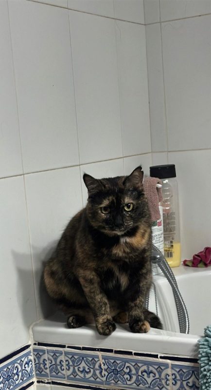 Lucy - Chat à adopter - photo 4