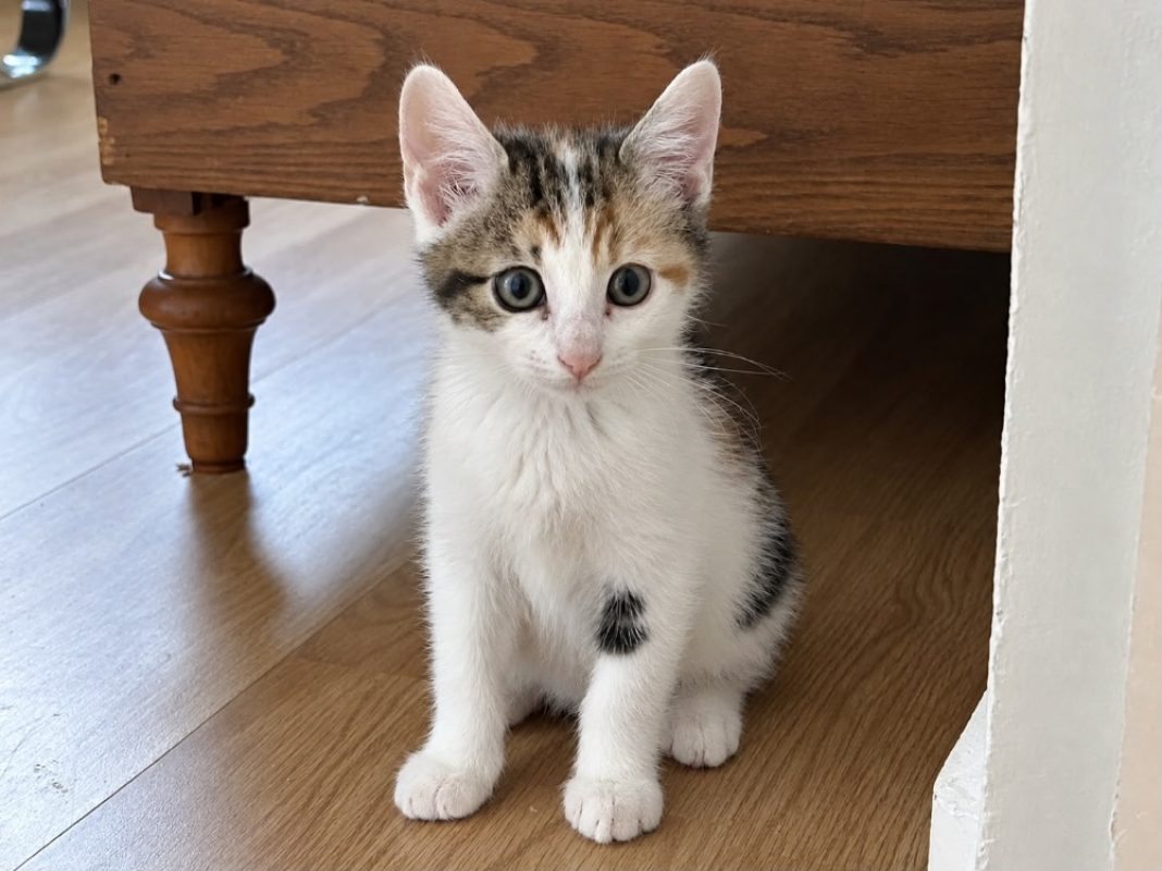 Roupiflette - Chat Européen à adopter