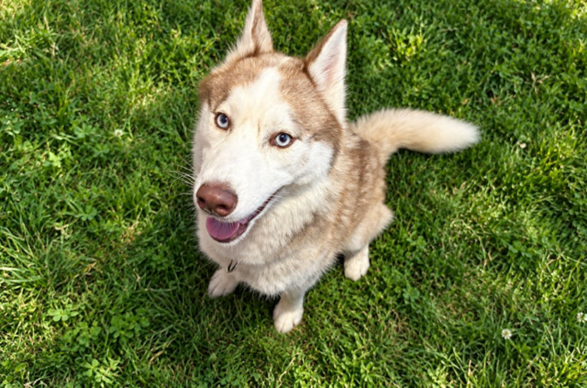 Shuna - Chien Husky Sibérien à adopter