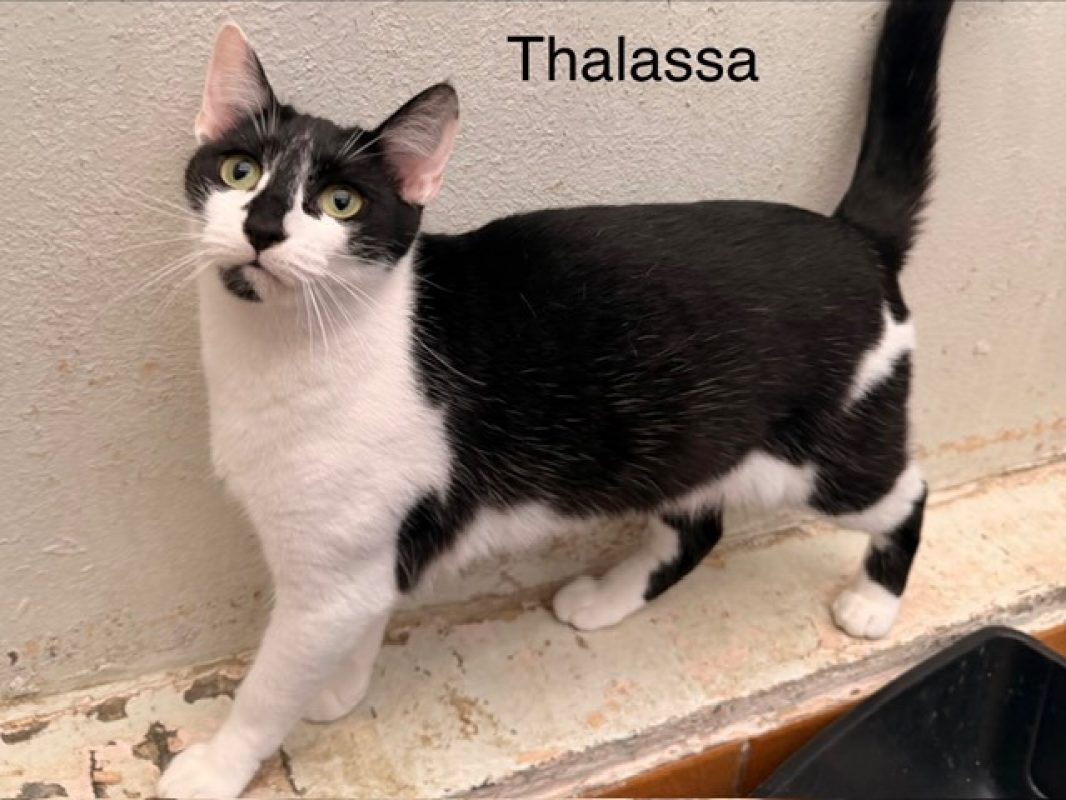 Thalassa - Chat Européen à adopter