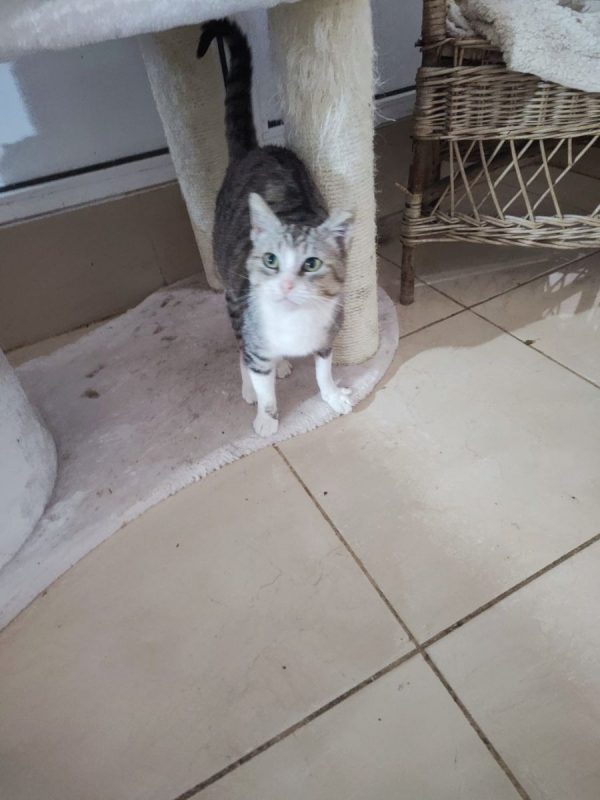 Calie - Chat à adopter - photo 5