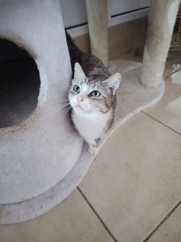 Calie - Chat à adopter