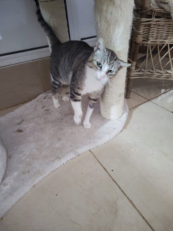 Calie - Chat à adopter - photo 3