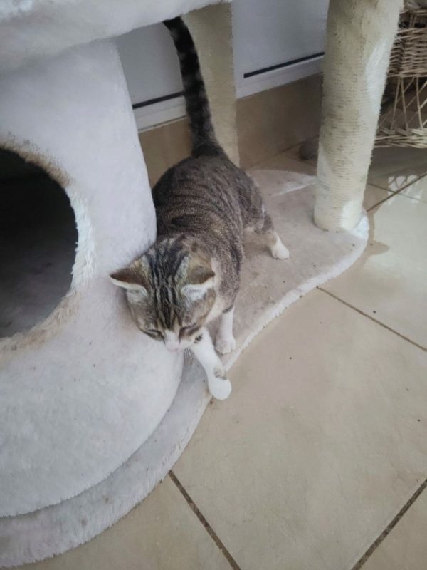 Calie - Chat à adopter - photo 4