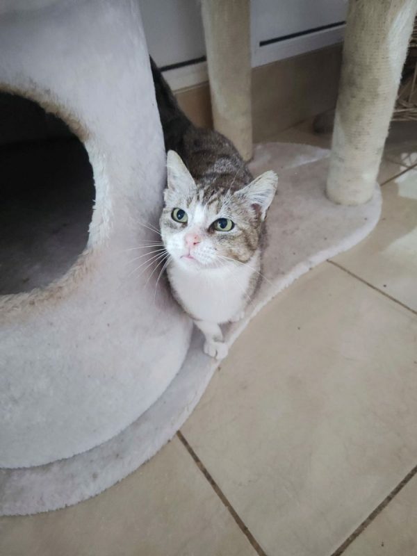 Calie - Chat à adopter - photo 2