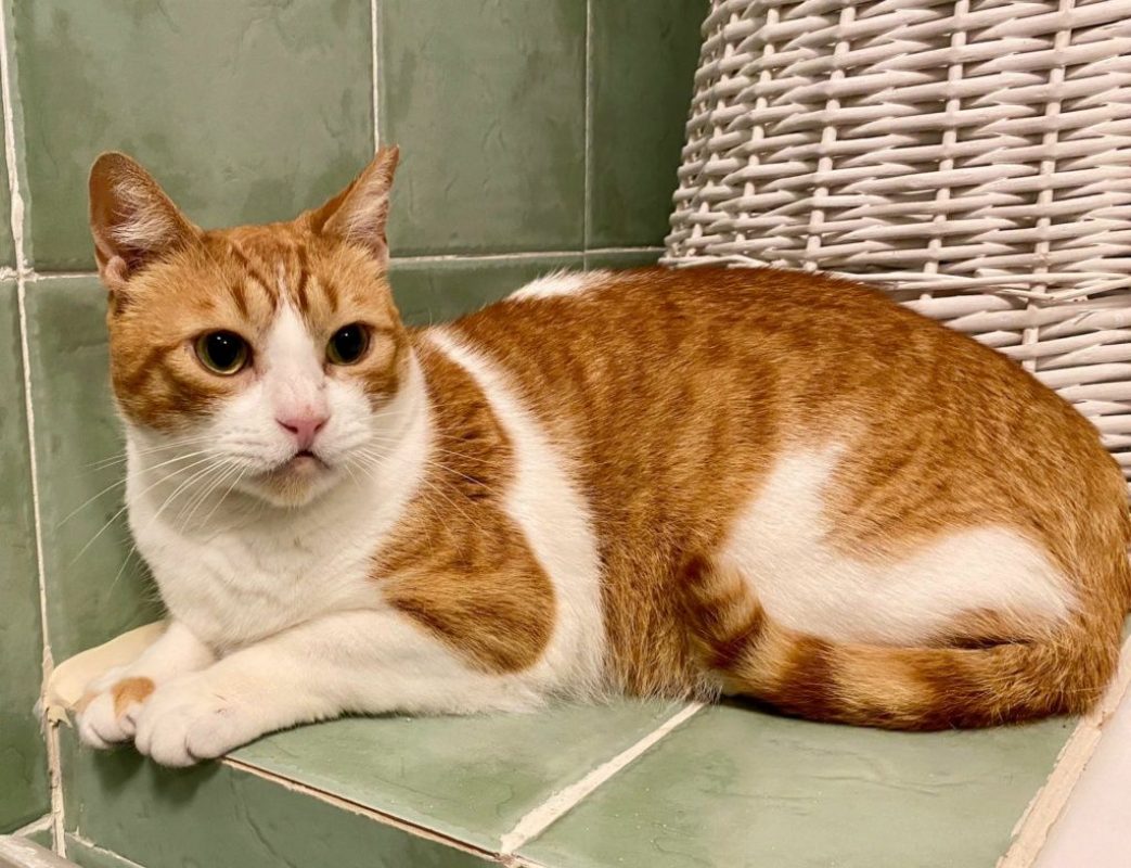 Joana - Chat à adopter