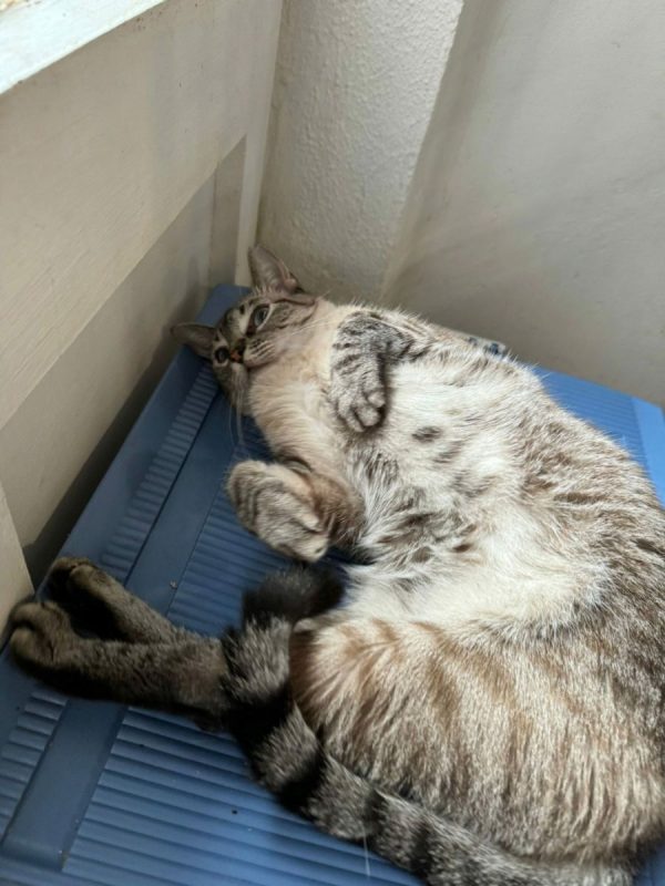 Julieta - Chat à adopter - photo 2