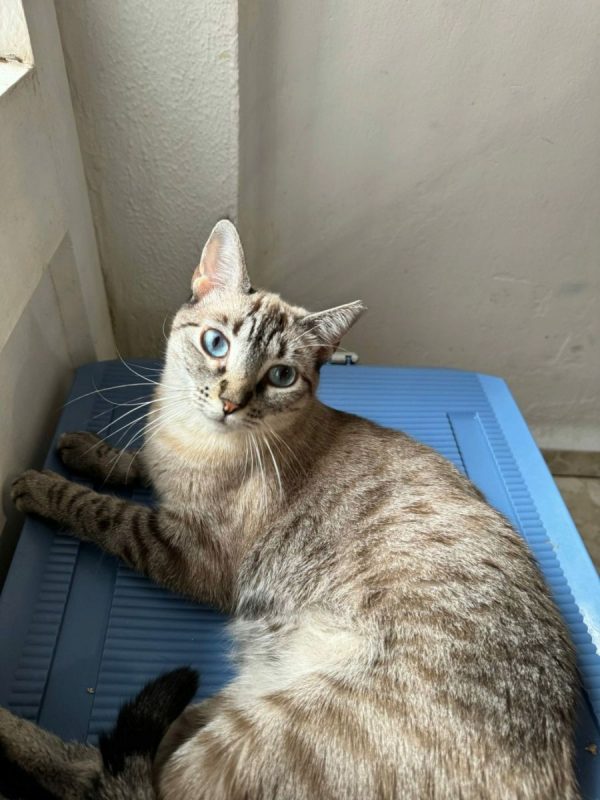 Julieta - Chat à adopter