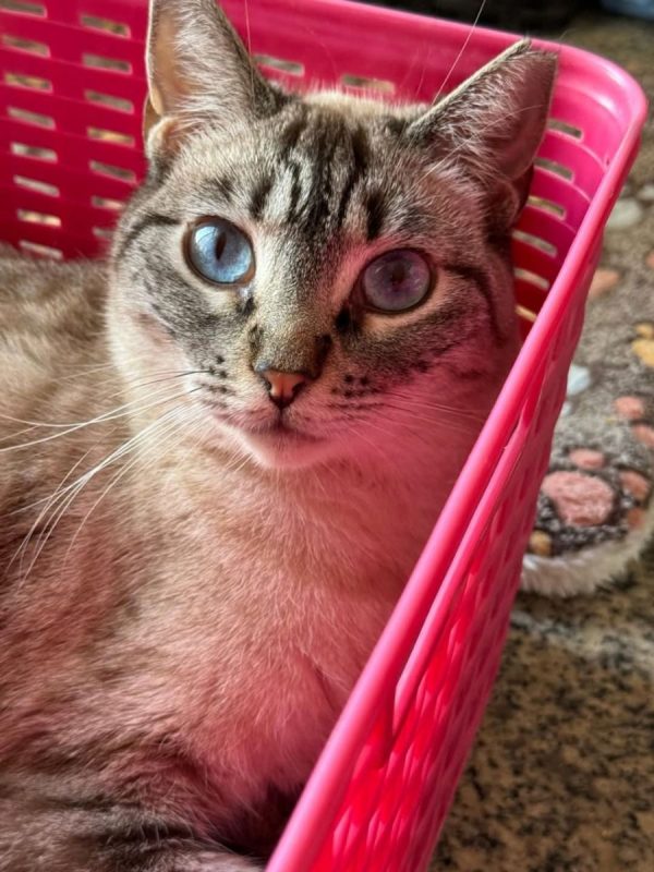Julieta - Chat à adopter - photo 3