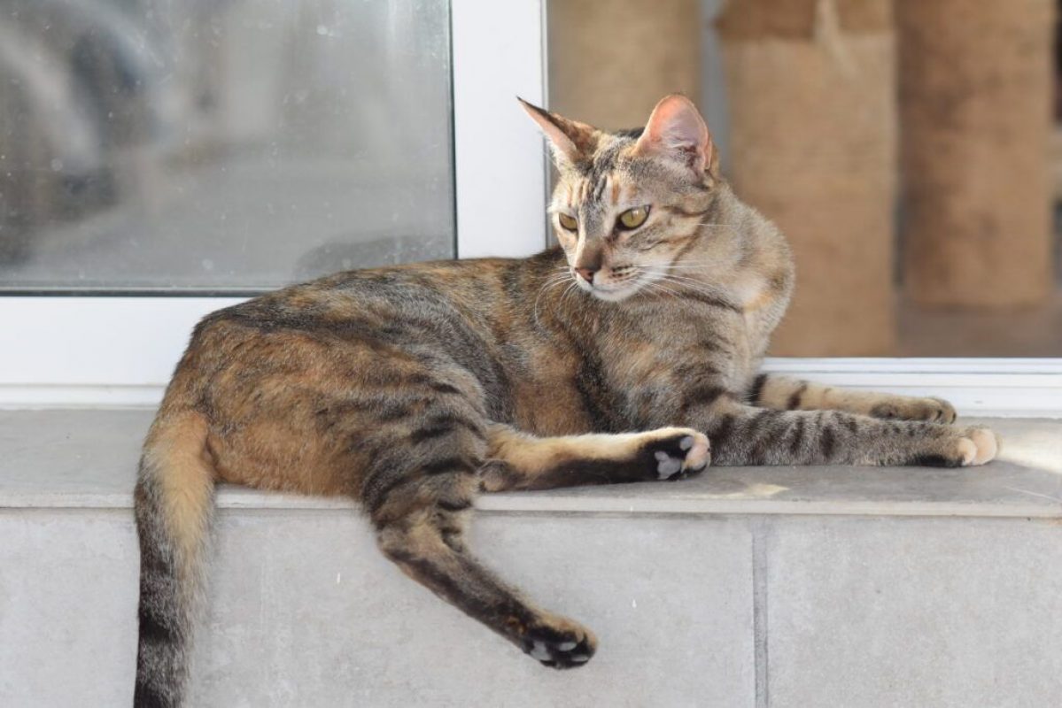 Tammi - Chat à adopter
