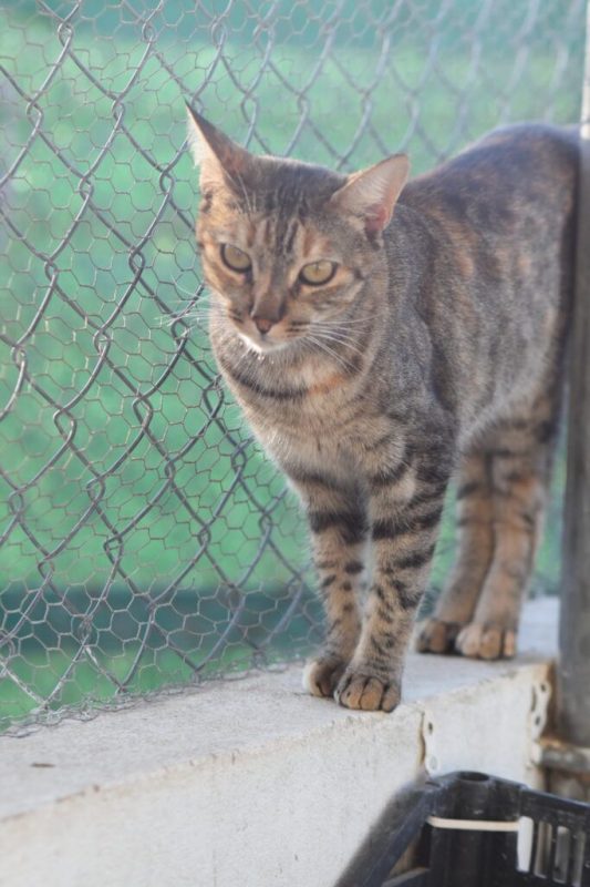 Tammi - Chat à adopter - photo 4