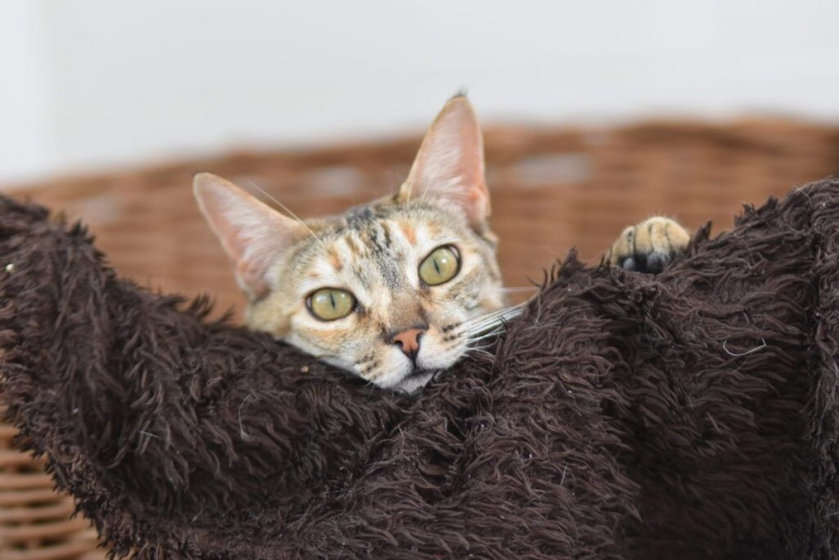 Tammi - Chat à adopter - photo 3
