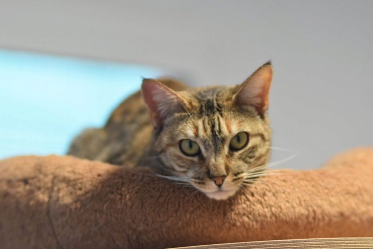 Tammi - Chat à adopter - photo 5
