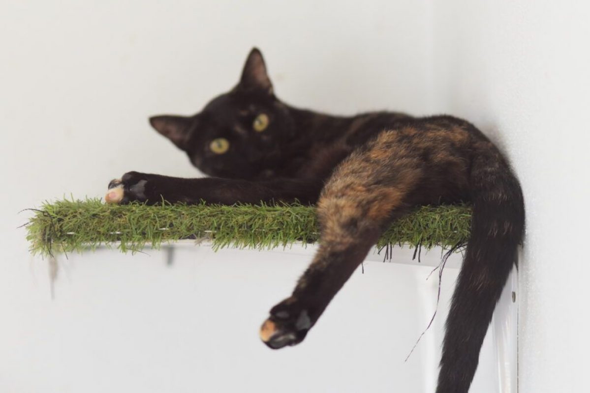 Nikita - Chat à adopter - photo 4