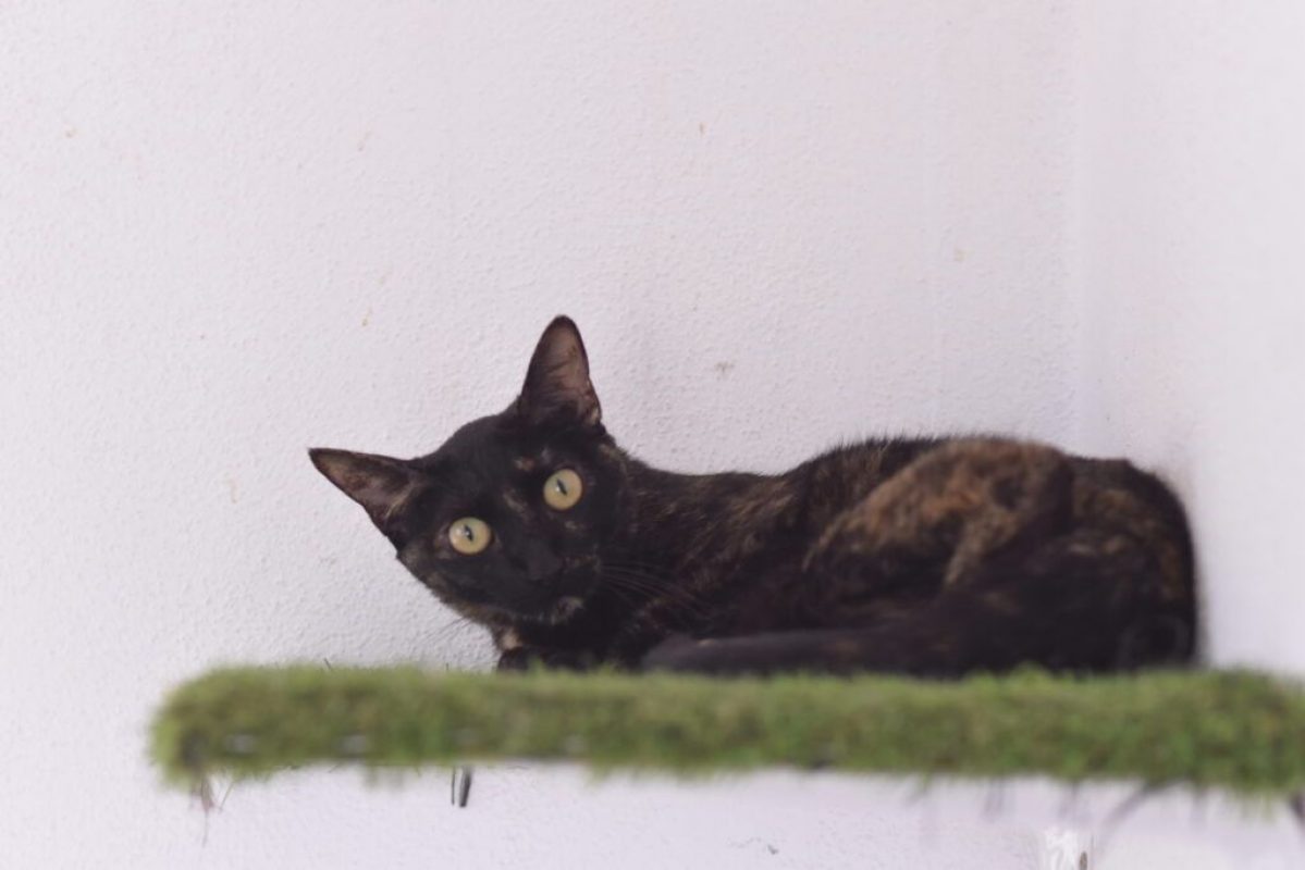 Nikita - Chat à adopter - photo 2