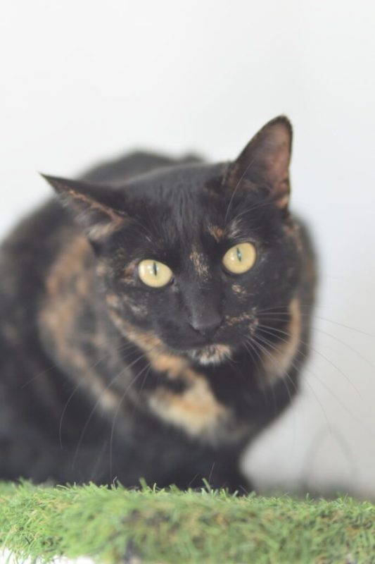 Nikita - Chat à adopter - photo 3
