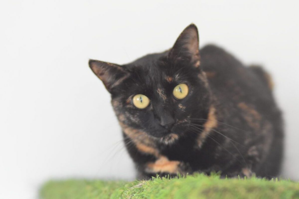 Nikita - Chat à adopter